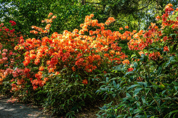 Rhododendron japonicum, known as Japanese azalea at the Ecology and Botanic Garden in Bayreuth,...