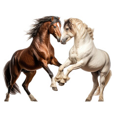 Obraz na płótnie Canvas two horses/wild mustangs, sparing, in a 3/4/side view, PNG, isolated and transparent Ranch-themed, photorealistic illustration. Generative ai