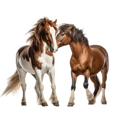 two horses/wild mustangs, sparing, in a 3/4/side view, PNG,  isolated and transparent Ranch-themed, photorealistic illustration. Generative ai