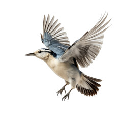 Obraz premium White-breasted Nuthatch flying in motion, in a side view, isolated and transparent PNG in a Nature-themed, photorealistic illustration. Generative ai