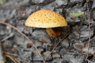 mushrooms in the forest
