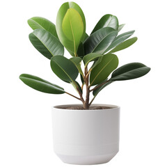 Rubber plant in white modern ceramic plant pot. Isolated houseplant on transparent background.