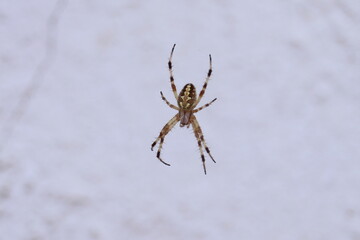 Little garden spider on its web