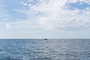 Far Humpback whale showing its fin and splashing near the coastline