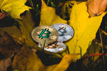 Bitcoins have fallen, concept