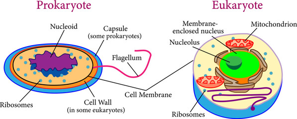 Comparison between  eukaryotes and  prokaryotes .Vector illustration.