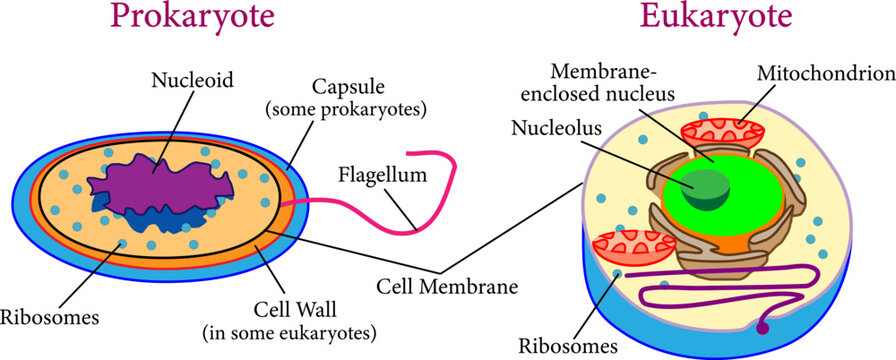 Comparison between  eukaryotes and  prokaryotes .Vector illustration.