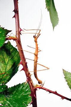 Vieldornschrecke // Spiny Stick-insect (Acanthomenexenus polyacanthus) - Sangihe-Inseln, Indonesien