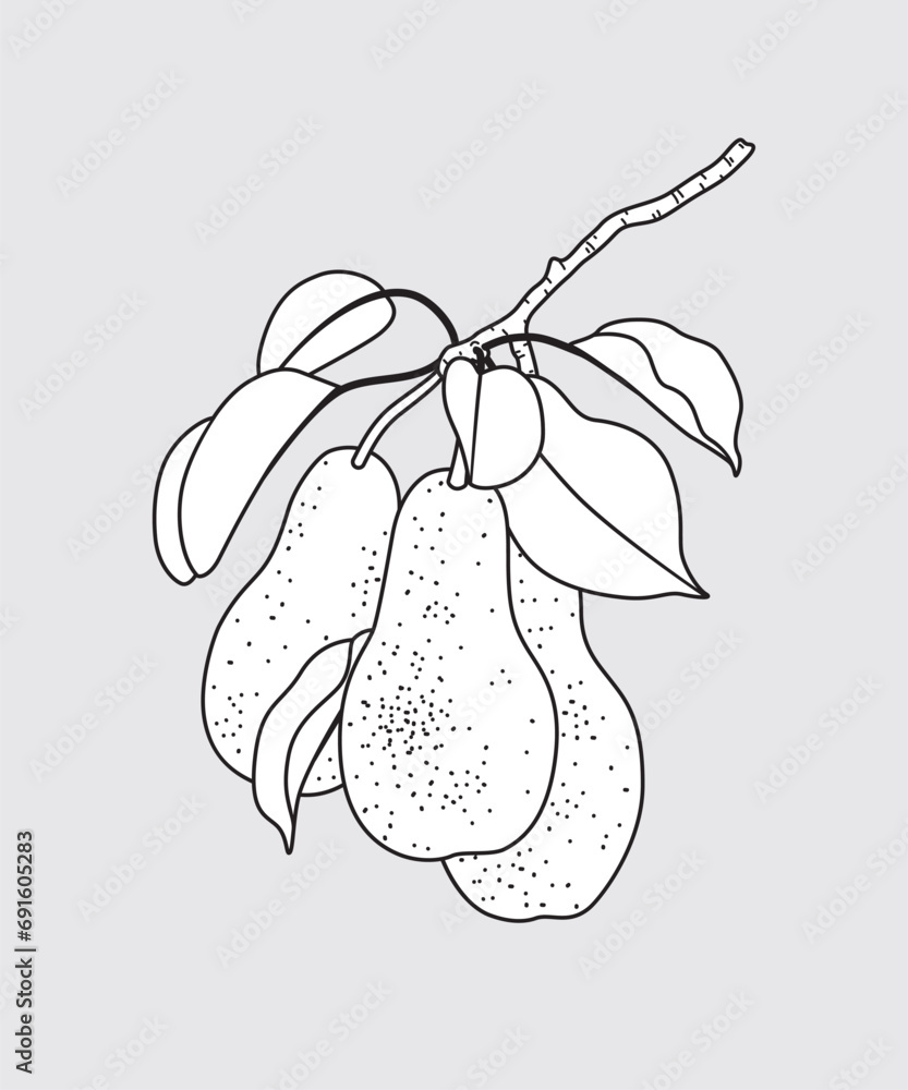Wall mural outlined pear tree branch with pears.