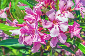 Inflorescence of bright pink Nerium oleander close-up on a sunny summer day. Real floral pattern....