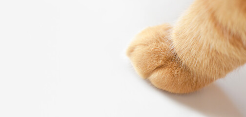 Ginger cat paw close up. Happy cat sitting on the table at home. Cute tabby cat resting in a house. Copy space is on the left. 