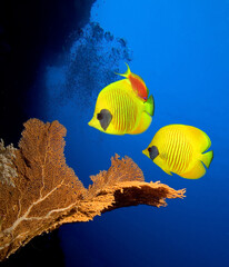 Underwater image of coral reef  with Masked Butterfly Fishes.