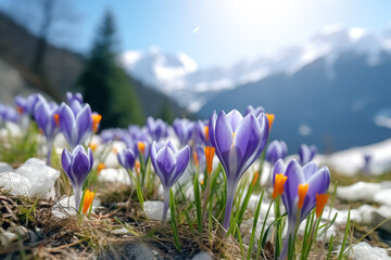 Crocus Flowers Blossoming on a Snowy Slope with Mountain Views.