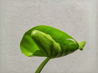 green leaf on the wall