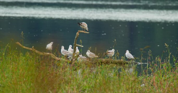 A colony of gulls stand on a broken tree branch in flowing water with grass in foreground