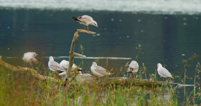 A colony of black-headed gulls perched on a broken tree branch in water