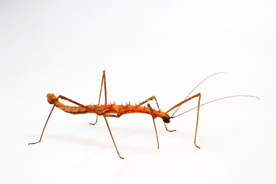 Vieldornschrecke // Spiny Stick-insect (Acanthomenexenus polyacanthus) - Sangihe-Inseln, Indonesien