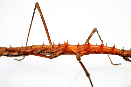 Vieldornschrecke // Spiny Stick-insect (Acanthomenexenus polyacanthus) - Sangihe-Inseln, Indonesien