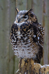 CAPE EAGLE OWL bubo capensis