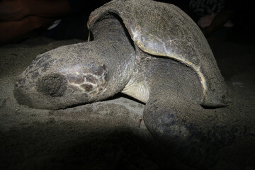 Mother turtle laying eggs on the beach of Buru Maluku Island