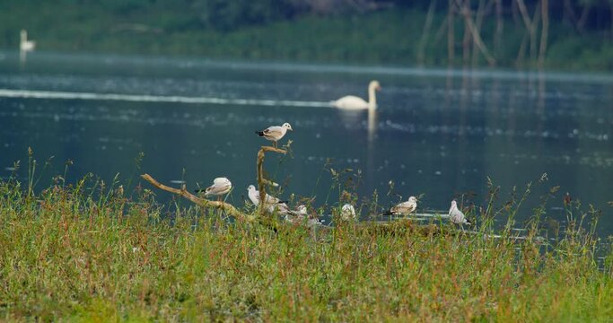 Beautiful footage of black-headed gulls on a shore while swans swim on a river