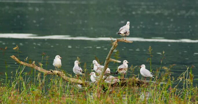 Black-headed gulls in winter plumage stand on tree branch in a river