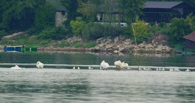 Mute swans and black-headed gulls stand on very small piece of land in the middle of river