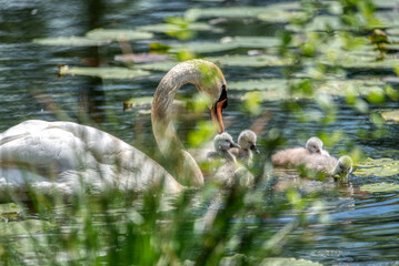 Swan family swims in the pond