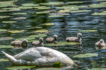 Swan family swims in the pond