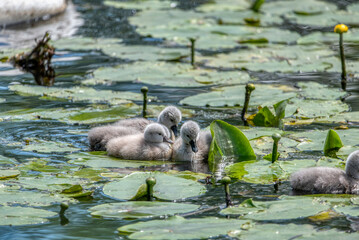 Swan family swims in the pond