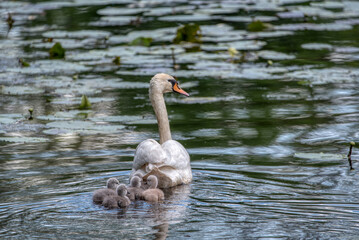 Fototapeta premium Swan family swims in the pond