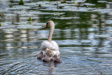 Swan family swims in the pond