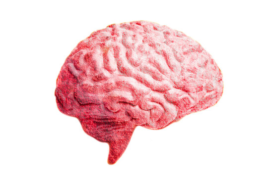 Human brain anatomical model closeup