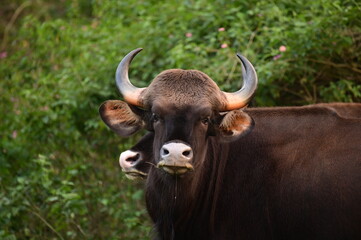 Indian Gaur @ Bandipur Forest