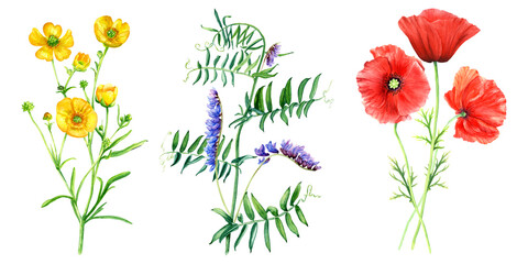 A set of wild flowers and grasses such as yellow buttercup, vetch branch and red poppies. Hand drawn botanical watercolor illustration isolated on white background. For clip art cards label package