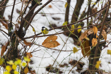 Feeder with sunflower for birds - titmice. There is snow all around.