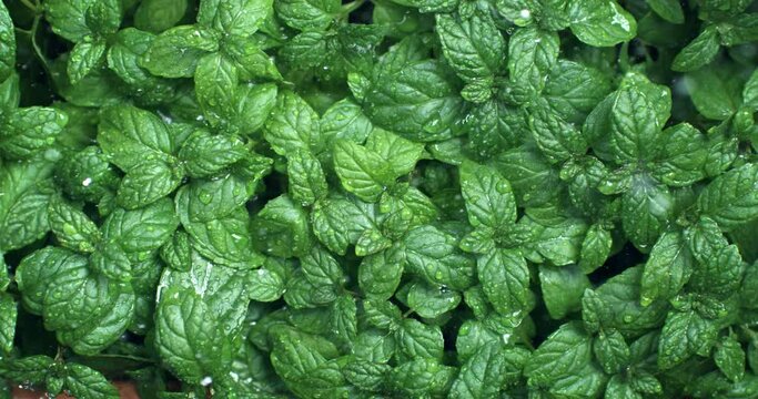 Super slow motion of splashing crystal clear pure water drops falling on green fresh organic peppermint herb plant while it's raining in garden filmed on High Speed Cinema Camera at 1000fps.