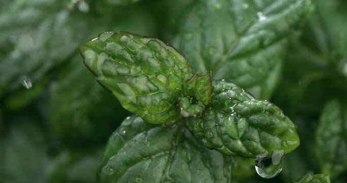 Super slow motion macro of splashing crystal clear pure water drops falling on green fresh organic peppermint herb plant while it's raining in garden filmed on High Speed Cinema Camera at 1000fps.