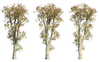 Set of tiger claw trees 3D rendering with transparent background, for illustration, digital composition, architecture visualization