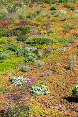 Atténuation du réchauffement climatique - sol recouvert de plantes grasses, succulentes et graminées