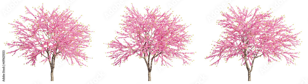 Poster set of chinese redbuds trees, 3d rendering with transparent background, for digital composition, ill
