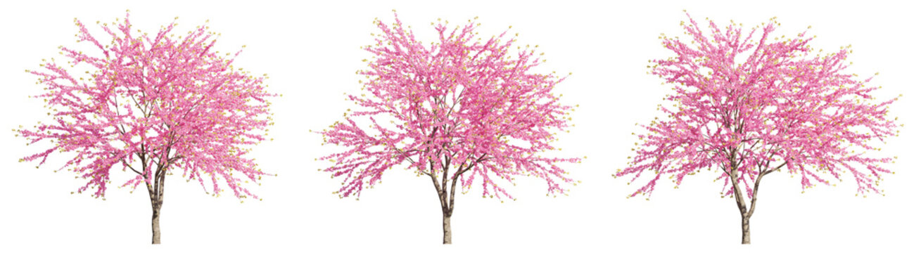 set of Chinese redbuds trees, 3D rendering with transparent background, for digital composition, illustration & architecture visualization