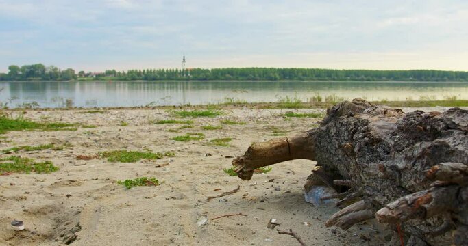 Large log laying on a sandy beach on riverbank of Danube