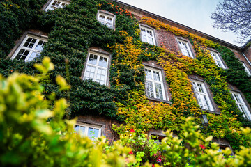 ivy - a climbing plant on a building - a beautiful autumn decoration