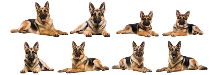 German Shepherd Dogs collection isolated in white transparent background.