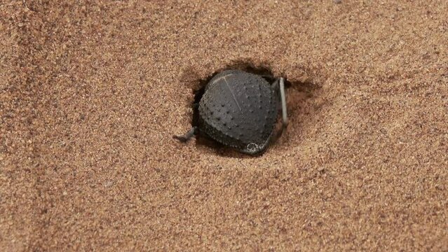 Scarab beetle digs a mink in the sand in the Sahara desert