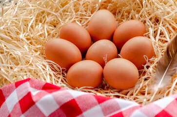 Brown chicken eggs lying in the nest