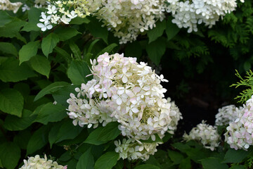 Hydrangea paniculata. The white flowers of hydrangea paniculata. A shrub of hydrangea paniculata.