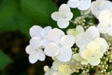 Hydrangea paniculata. The white flowers are paniculate hydrangea. Small white flowers in close-up.