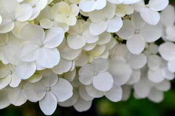 Hydrangea paniculata. The white flowers are paniculate hydrangea. Small white flowers in close-up.